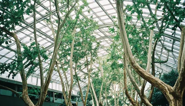 银杏树种植技术的发展与应用前景