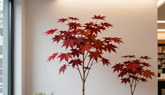 红枫苗木种植成活率提升的关键要点