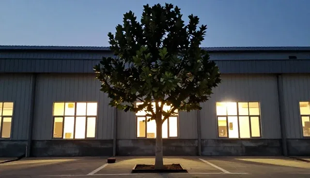 法桐种植与配送中的移栽要点与适用场景
