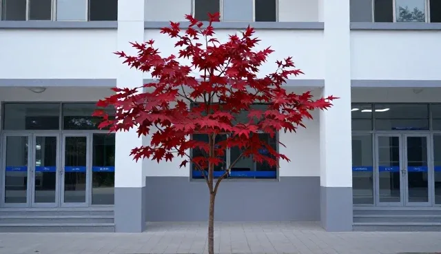 红枫苗木种植与养护的关键培育技巧